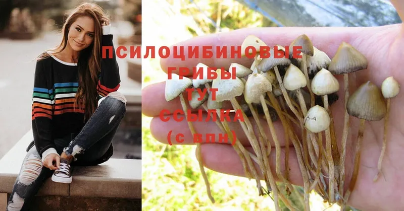 мега онион  продажа наркотиков  Петушки  Псилоцибиновые грибы MAGIC MUSHROOMS 